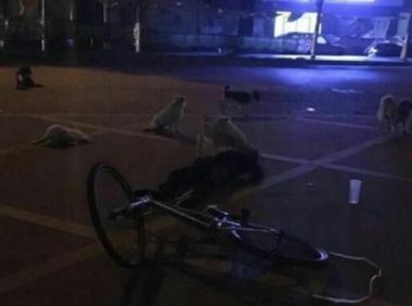 江西老妇人猝死街头 8只流浪狗守护身旁不肯离去