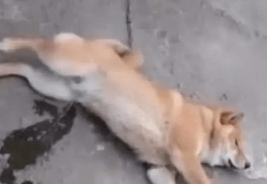 狗狗睡得正香，不知从哪里冒出来一股液体，主人看后略显尴尬