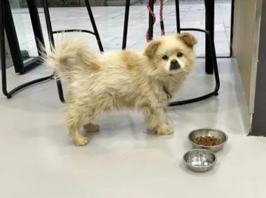 那只被丢在机场的狗狗，没找到主人却有了家