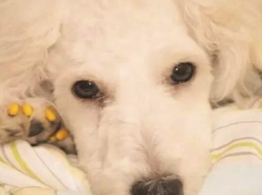 你注意到家中狗狗伤心难过了没有？