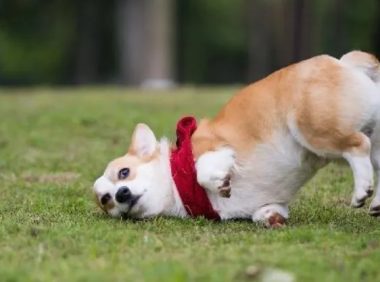 4个月的狗狗不容易走路，主人家带去查验后，狗儿穿上了特别制作“铠甲”