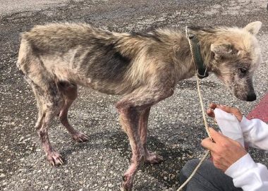 男子虐待送给前妻的狗狗！另一半不喜欢自己的狗狗，需要分手吗？