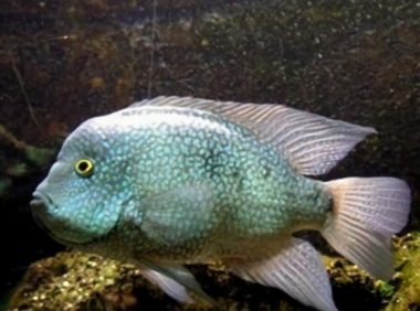 德州豹身份信息