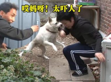 宠物犬性情大变，对主人都龇牙咧嘴