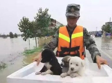 狗狗被洪水冲跑,主人义无反顾救治,值不值?