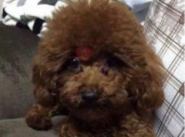 泰迪咬人被送回农村，半年后再见，狗狗的样子让主人瞬间心疼了