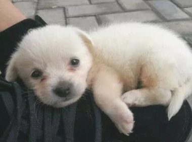 溜达中途“冲出”一只小奶狗,女友见后喜爱的了不得