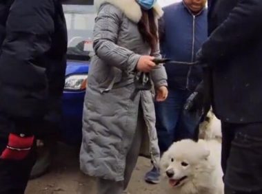 丢失半个月的萨摩耶，再见已沦落狗肉车，女主抱狗痛哭，狗贩：人家亏，我也亏