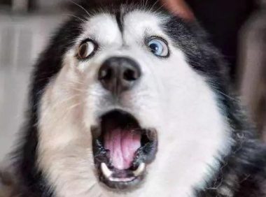 宠物狗可“永生”了？！花38万元帮狗狗“复活”