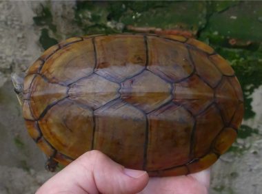 瓦哈卡泥龟身份信息