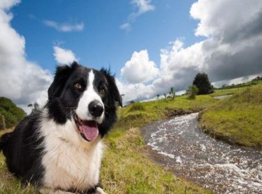 女主人遛狗时,意外发现自己家的边牧,原来还会跑毒?