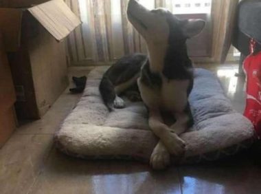 二哈刚到新房子就给了主人一个护犊子主人使出治哈武器狗狗秒怂