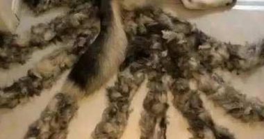 女子意外发现狗狗长出九条尾巴,尖叫:妖怪