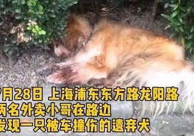 狗狗因年老被弃路边还被车撞,主人:狗老了不想养