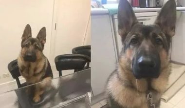 自小跟猫学的！德牧犬跳上椅子，皱眉头硬挤，饲主：每个都要试坐