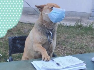 一只狗坐在体温测量点的桌椅上,还一本正经戴着口罩:来登记啦!