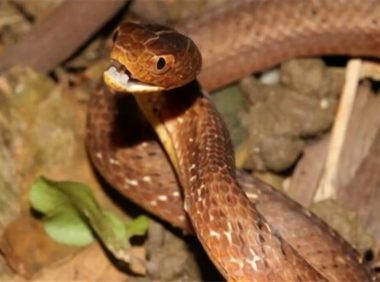 紫砂蛇身份信息