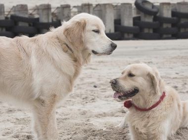 金毛狗狗做为国庆阅兵军犬出场,高兴得呲牙咧嘴,这是什么情况?