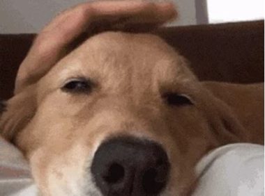 狗狗跑丢24小时，找回来后，宝宝扑上来的动作，让父母看哭了