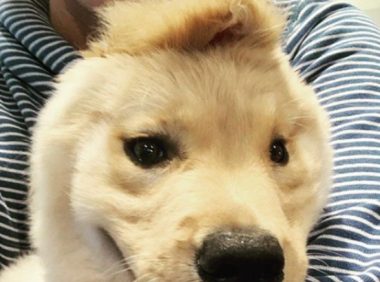 金毛犬出世后被母亲舔掉一只耳朵“独角兽高达”出现意外爆红