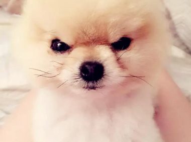 小博美在风里被吹进形变，却莫名其妙变成网络红人，网民：羡慕嫉妒狗子头发！