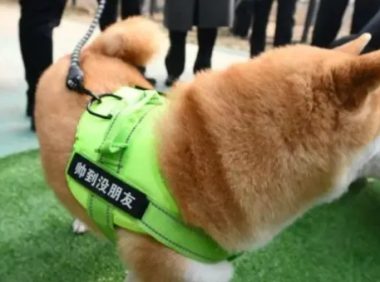 被2次拍卖的柴犬登登有家了