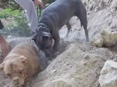 小狗来到中途拔腿就跑去刨土，原先它在救起被埋人的老狗！