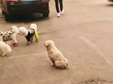 幸福宠物狗被的主人叫走,流浪狗傻看一脸羡慕,路人忍不住:抱走