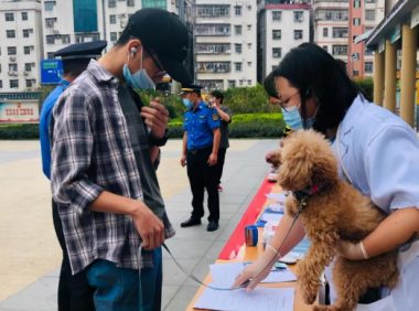 11月起未给犬只注射芯片视为无证养犬,宠物医生称排异概率极低