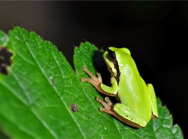 华西雨蛙身份信息