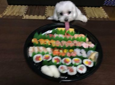 狗狗为了更好地能吃到寿司,把嘴巴伸得老长,第一次见那么长的嘴巴啊!