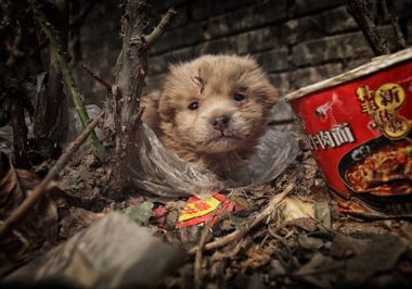 大爷在垃圾堆捡回只流浪狗,长大后众人抢着买,网友:大爷走运了