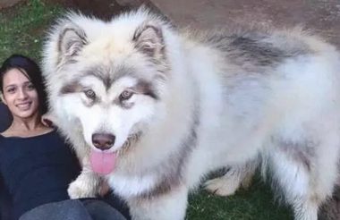 养大型犬的铲屎官留意了，狗狗儿时别看它萌就总抱，会出人命的