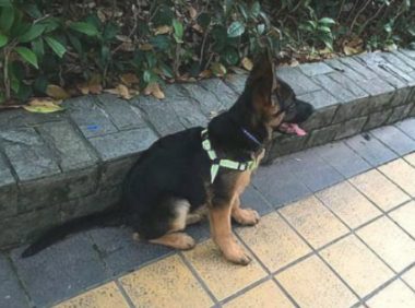 儿子把狗绳解开，让德牧自己跑着玩，德牧以为不要了