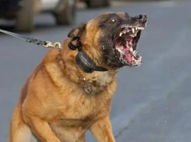 又一起恶犬伤人事件，伤者大动脉被咬破，该管的除了狗，还有养主