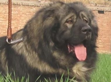 高加索犬注射不配合，2个壮男按着它，打过后狗儿急得冲大夫直叫