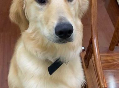 主人对金毛特好,它想出去玩随时随地都可以,狗:应当的