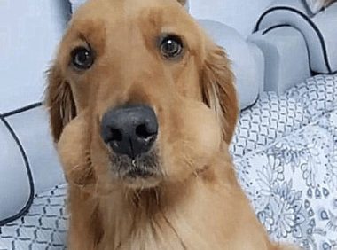 狗狗嘴巴肿了两个大包，以为生病了，正要送医院，结果发现蹊跷