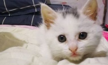 带猫咪下楼，却被一条狗吓得要死，回到家后发现它正在看动物世界