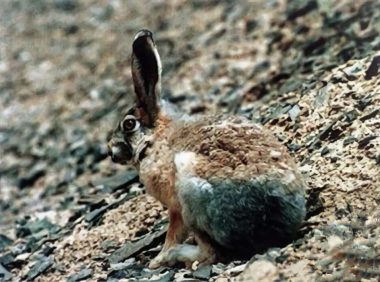 灰尾兔身份信息