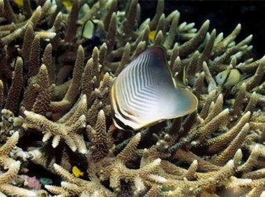 印度洋天皇蝶身份信息