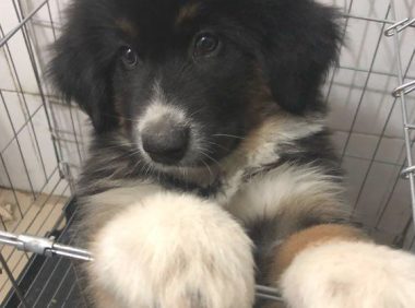 道上捡到只走丢的流浪犬，男孩儿带去宠物店后，老总：这狗卖我啊