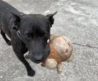 狗子总越狱还找不着缘故，铲屎官“钓鱼执法”这货秒上当！