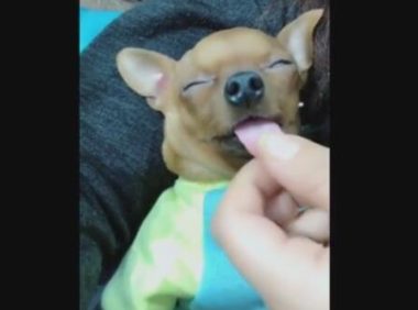 狗狗已经晚上睡觉，舌头被主人变长，网友：早已超五厘米了