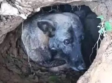 狗主人老奶奶过世后，半年后大家才发现，狗狗原来它从来都没离开过！