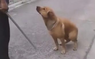 皮狗狗爱玩夜不归，回家应对拿木棍的主人，立刻聪明修炼成仙