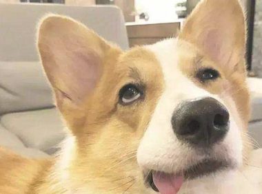 土狗和小主人百米赛跑,狗狗不小心把其踹倒后,祖父竟笑着离去?