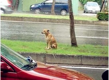 小黄狗站在雨中 | 下一次，请别再遗弃我！