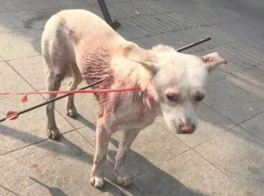 流浪狗被别人用铁箭射穿，它失落地在大街上寻求帮助，近百人看热闹