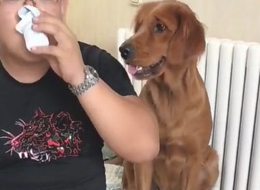 狗狗羡慕嫉妒主人的酸牛奶，却被主人措不及防搞怪，狗狗心痛一地